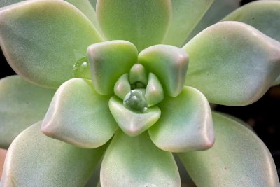 Close-up of a green succulent