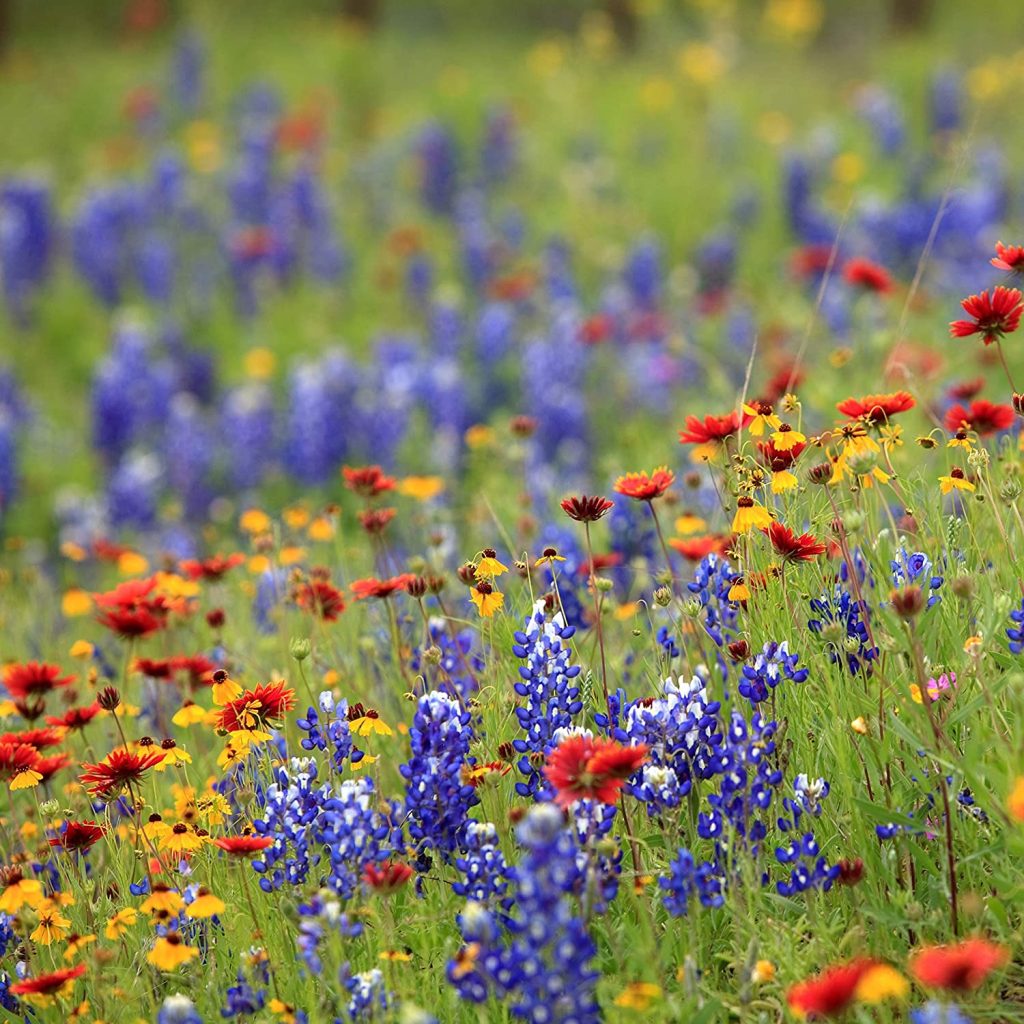 Wisconsin Seed Mix