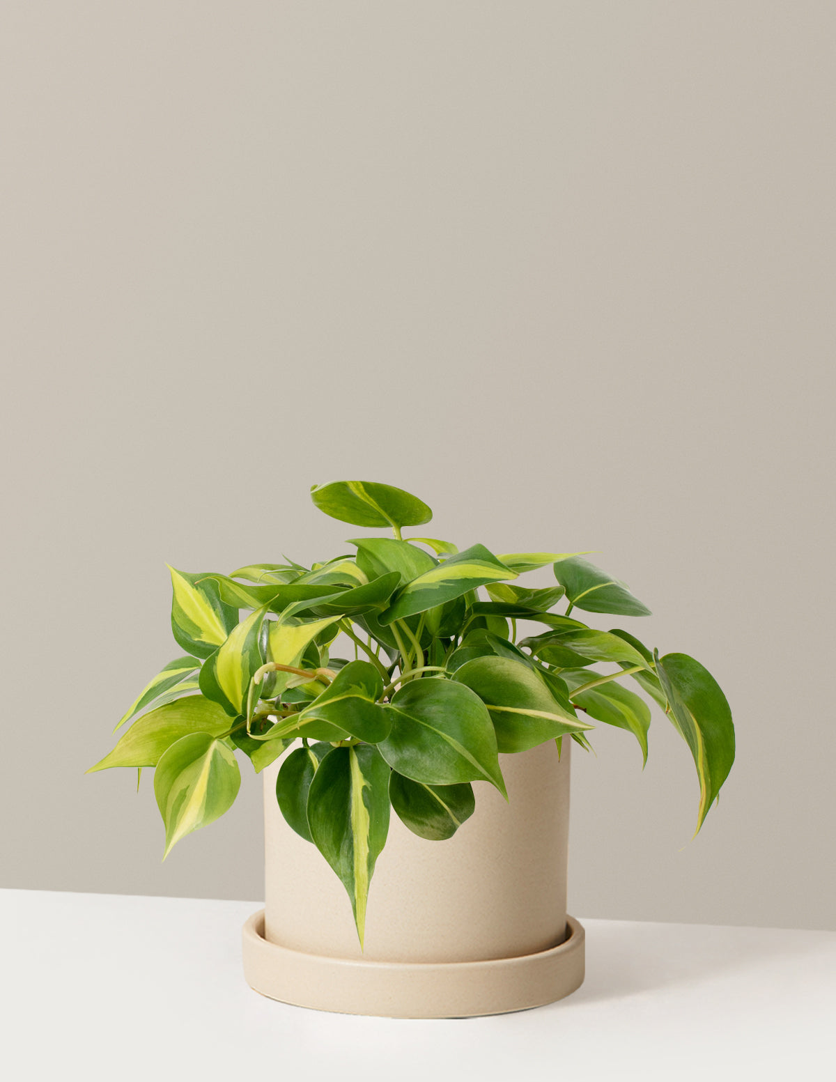 The Sill Philodendron Brasil Houseplants, Medium in Terracotta | Grant