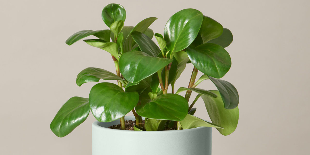 Peperomia Is 2022's Houseplant of the Year: Here's How to Care For It - Sunset Magazine