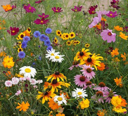 4 Tips for Planting a Beautiful Wildflower Garden from Seed – Sow Right Seeds